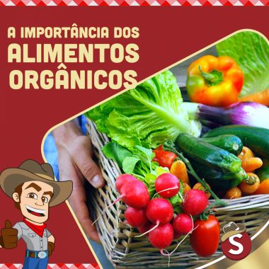 A importância dos alimentos orgânicos para a sua saúde